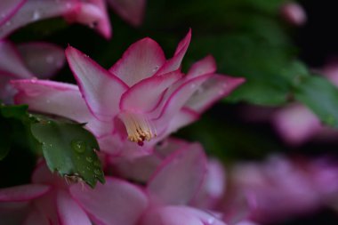 Pembe Schlumbergera truncatus çiçeği koyu arkaplanı kapatır