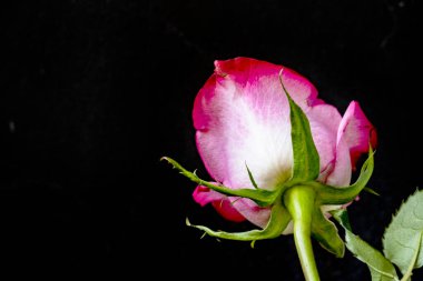 koyu arka plan üzerinde güzel gül 