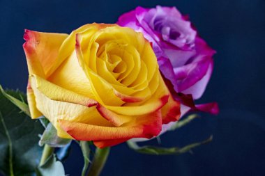 güzel güller koyu arka plan üzerinde yakın çekim