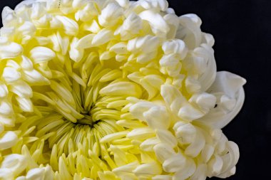 Kasımpatı çiçeği, koyu arkaplanı kapat.