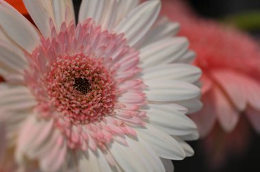 Koyu arkaplanda güzel Gerbera çiçeği, yakın görüş 