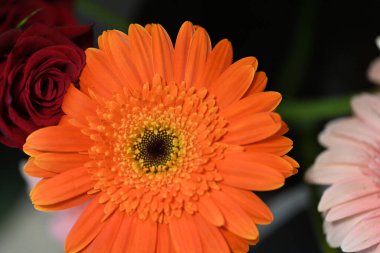 Koyu arkaplanda güzel Gerbera çiçeği, yakın görüş 