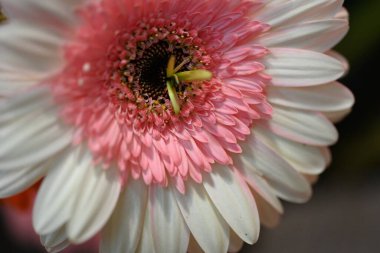 Koyu arkaplanda güzel Gerbera çiçeği, yakın görüş 