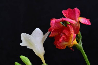 Siyah arka planda güzel frezya çiçekleri