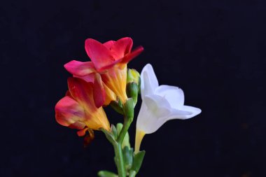 Siyah arka planda güzel frezya çiçekleri