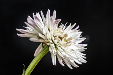 Koyu arkaplandaki güzel Gerbera çiçeğinin yakın görüntüsü 