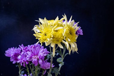 Siyah stüdyo arka planında güzel çiçekler