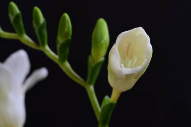 Siyah arka plan üzerine güzel beyaz Frezya