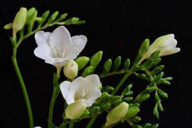 Siyah arka plan üzerine güzel beyaz Frezya