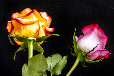 Koyu arkaplanı olan gülleri kapat.