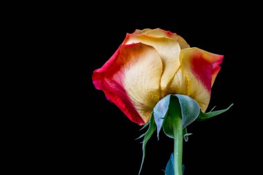 Siyah arkaplandaki güzel gülü kapat