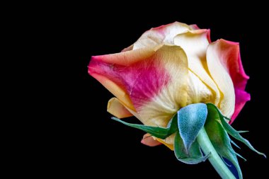 Siyah arkaplandaki güzel gülü kapat