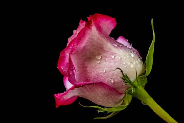 Siyah arkaplandaki güzel gülü kapat