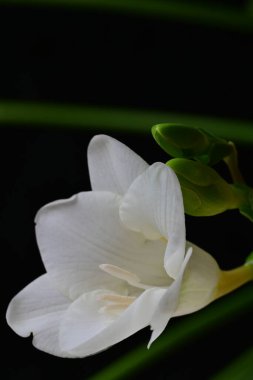 Siyah arkaplanda beyaz frezya çiçeği 