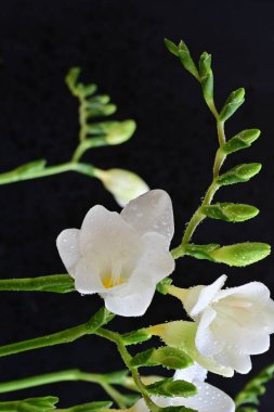 Siyah arkaplanda beyaz frezya çiçeği 