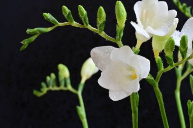 Siyah arkaplanda beyaz frezya çiçeği 