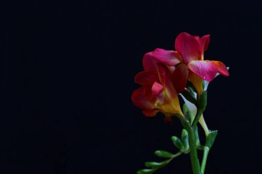 Arka planda güzel çiçekler, kapatın.