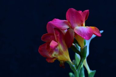 Arka planda güzel çiçekler, kapatın.