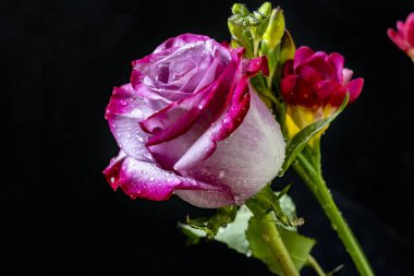 Siyah stüdyo arka planında güzel çiçekler