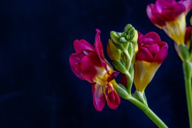 Güzel frezya çiçekleri yakın