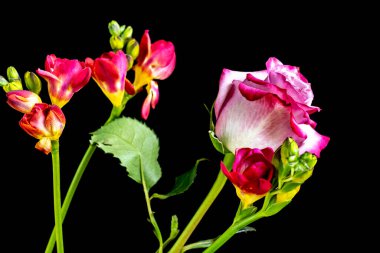 Siyah stüdyo arka planında güzel çiçekler