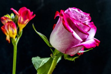 Siyah stüdyo arka planında güzel çiçekler