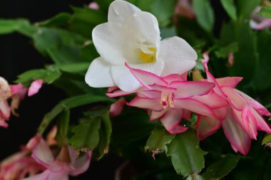 Güzel frezya çiçekleri yakın