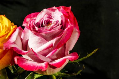 Siyah arkaplanda güzel bir gül