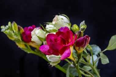 Koyu arkaplanda güzel frezya çiçeklerini kapat 