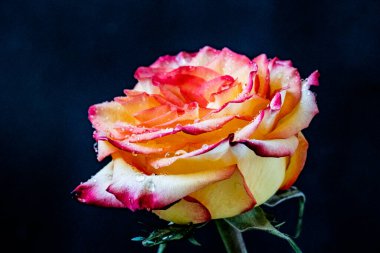 Siyah arkaplanda güzel bir gül