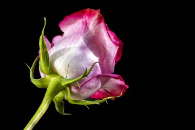 Siyah arkaplanda güzel bir gül