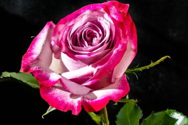 Siyah arkaplanda güzel bir gül