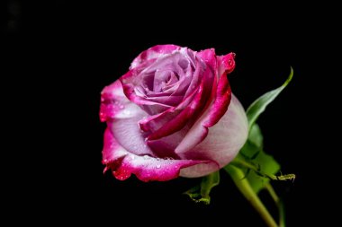 Siyah arkaplanda güzel bir gül