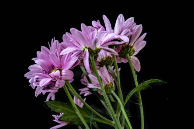 Siyah bir arka planda güzel kasımpatı demeti 