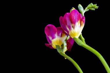 Koyu arkaplanda güzel frezya çiçeklerini kapat 