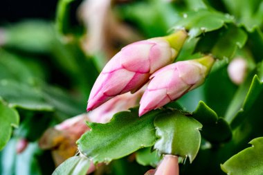 Koyu arkaplanda güzel frezya çiçeklerini kapat 