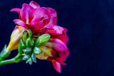 Koyu arkaplanda güzel frezya çiçeklerini kapat 