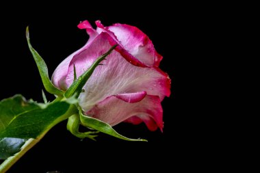 Siyah arka planda güzel bir gül, yaz konsepti, yakın görüş 