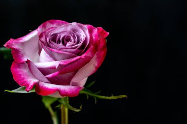 Siyah bir arka planda güzel pembe gül çiçeğini kapat. 