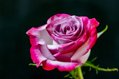 Siyah bir arka planda güzel pembe gül çiçeğini kapat. 