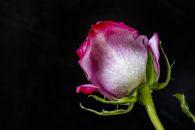 Siyah bir arka planda güzel pembe gül çiçeğini kapat. 