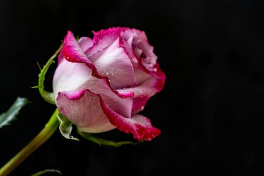 Siyah bir arka planda güzel pembe gül çiçeğini kapat. 