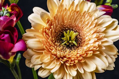 gerbera ve frezya çiçekleri siyah arkaplanda