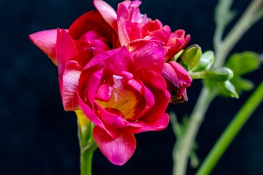 Siyah arka planda güzel frezya çiçekleri