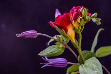 Siyah stüdyo arka planında güzel çiçekler