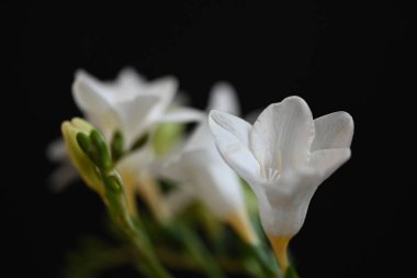 Siyah arkaplanda beyaz frezya çiçeklerini kapat 