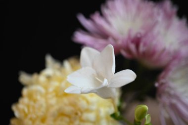 Frezya ve kasımpatı çiçekleri siyah arkaplanda