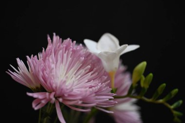 Frezya ve kasımpatı çiçekleri siyah arkaplanda