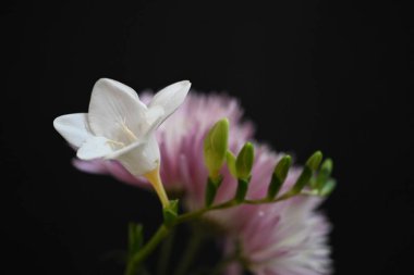 Frezya ve kasımpatı çiçekleri siyah arkaplanda