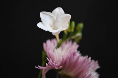 Frezya ve kasımpatı çiçekleri siyah arkaplanda